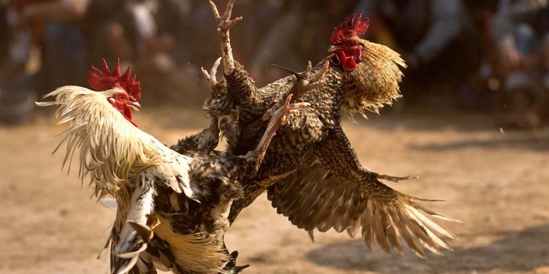 Các tính năng đa dạng