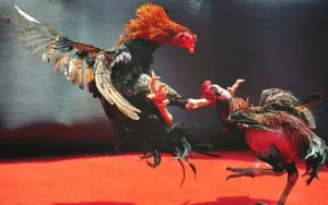 Đá Gà Online và Sự Phát Triển