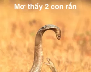 Mơ thấy 2 con rắn