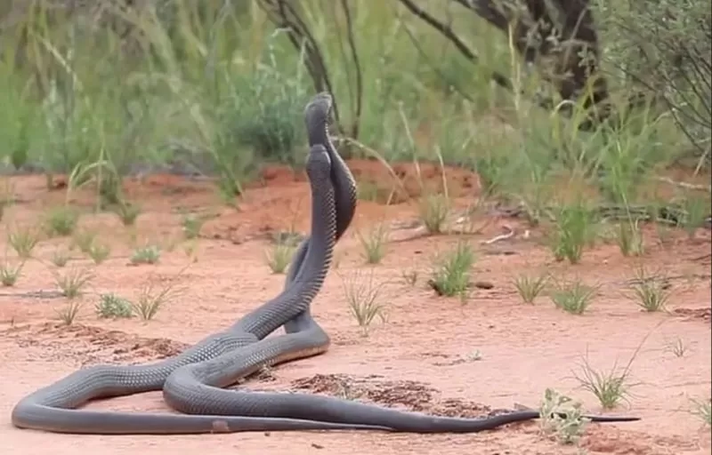 Mơ thấy 2 con rắn cắn nhau