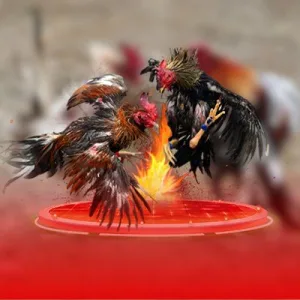 Nuôi Gà Đá Làm Giàu – Bí Quyết Kiếm Tiền Tỷ Từ Thần Kê Jun88 2025