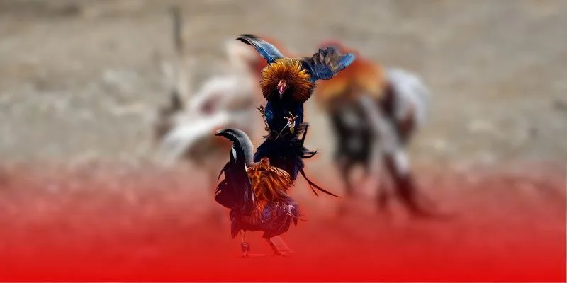 Xây dựng dòng giống vô địch nuôi gà đá làm giàu