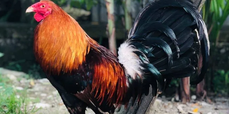 Nuôi Gà Đá Thả Vườn – Bí Quyết Tạo Thần Kê Tự Nhiên Jun88 Nuôi gà đá thả vườn cần lựa chọn giống